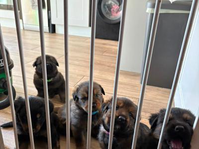 German Shepherd x mixed breed male puppies in Dublin