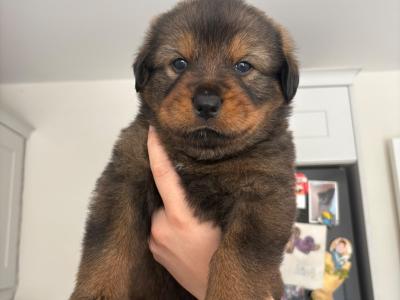 German Shepherd x mixed breed male puppies in Dublin