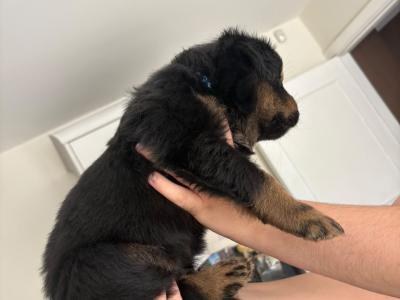 German Shepherd x mixed breed male puppies in Dublin