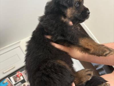 German Shepherd x mixed breed male puppies in Dublin