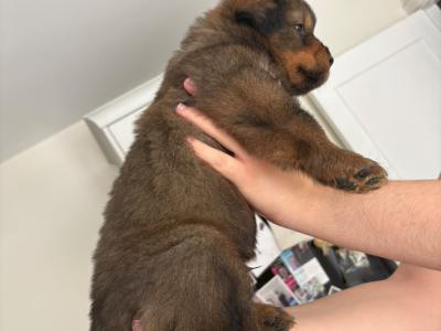 German Shepherd x mixed breed male puppies in Dublin