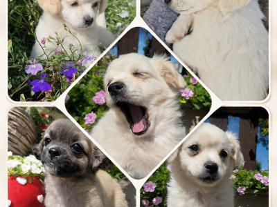 Three little hearts looking for Loving Homes 🐾Girl Fawn /Girl white & tan / Boy white