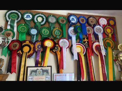 Current Best of Breed National Champion Elite German Shepherd puppies.Parents Hip Scored