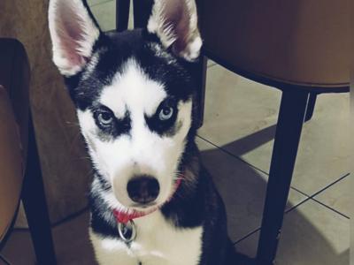 Stunning female Siberian Husky puppy in Wexford – Blue Eyes & Sweet Temperament