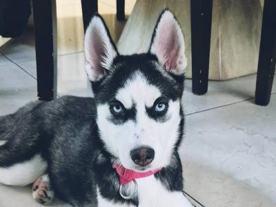 Stunning female Siberian Husky puppy in Wexford – Blue Eyes & Sweet Temperament