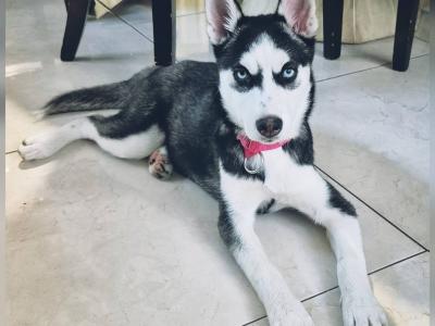 Stunning female Siberian Husky puppy in Wexford – Blue Eyes & Sweet Temperament