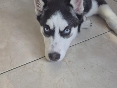 Stunning female Siberian Husky puppy in Wexford – Blue Eyes & Sweet Temperament
