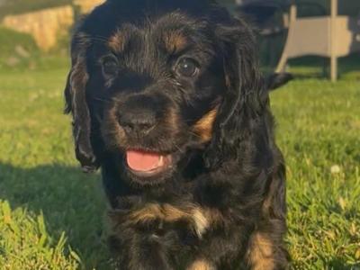 Black and Tan Cocker Spaniel puppies