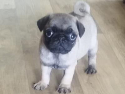 Purebred Pug puppies for sale in Carlow