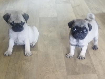 Purebred pug pups for sale