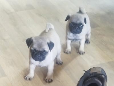 Purebred pug pups for sale