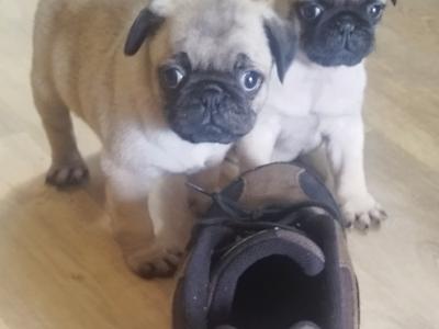 Purebred pug pups for sale