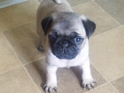 Purebred pug pups for sale