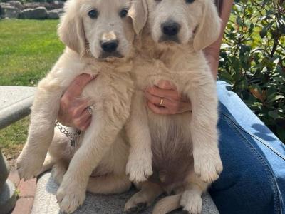 Beautiful IKC Registered Golden Retriever puppies in Kildare