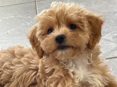 Golden male Cavapoo puppy in Cork