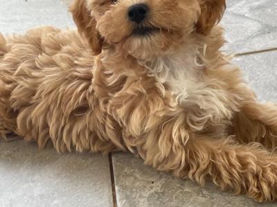 Golden male Cavapoo puppy in Cork