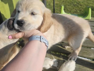 5 Beautiful IKC Golden Retriever Puppies