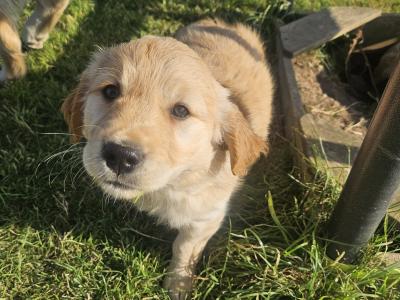 5 Beautiful IKC Golden Retriever Puppies