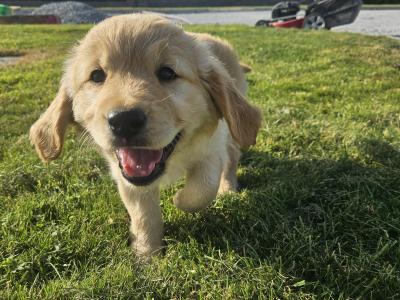 5 Beautiful IKC Golden Retriever Puppies