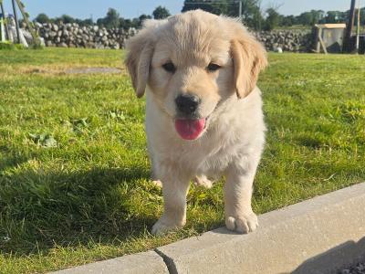 5 Beautiful IKC Golden Retriever Puppies