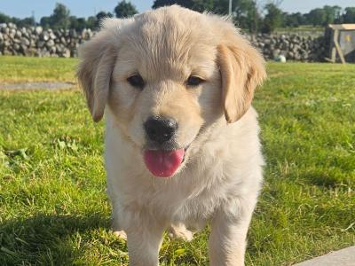 5 Beautiful IKC Golden Retriever Puppies
