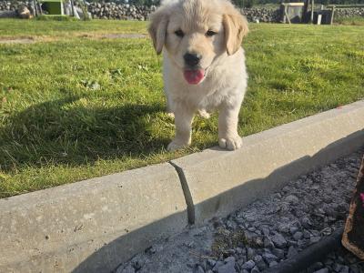 5 Beautiful Golden Retriever Puppies ready to find there new home