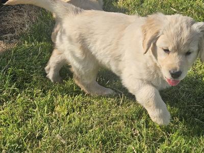 5 Beautiful IKC Golden Retriever Puppies
