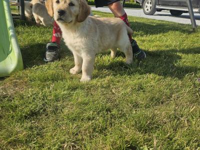 5 Beautiful IKC Golden Retriever Puppies