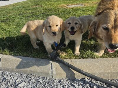5 Beautiful IKC Golden Retriever Puppies