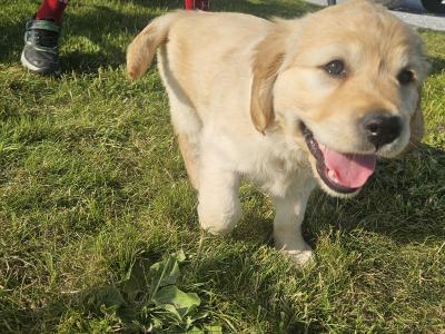 5 Beautiful IKC Golden Retriever Puppies