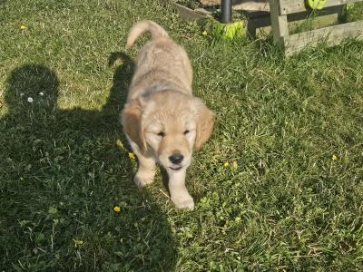 5 Beautiful IKC Golden Retriever Puppies