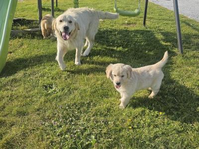 5 Beautiful IKC Golden Retriever Puppies