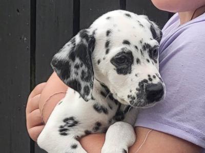 Dalmatian pups in Longford