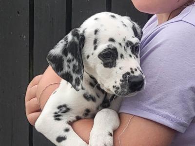 Dalmatian puppies in Longford