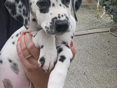 Dalmatian pups in Longford