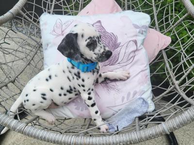 Dalmatian pups in Longford