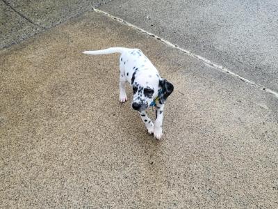 Dalmatian pups in Longford
