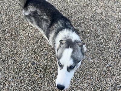 Purebred Siberian Husky (male )