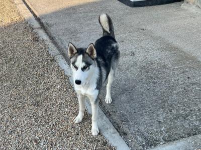 Purebred Siberian Husky (male )