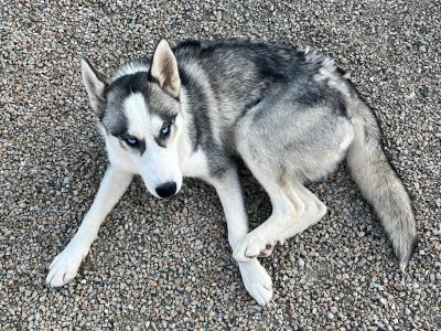 Purebred Siberian Husky (male )