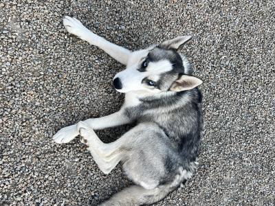 Purebred Siberian Husky (male )