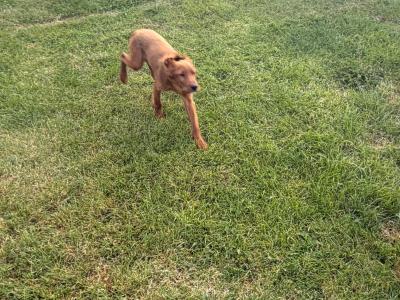 Active Irish Red Setters puppies