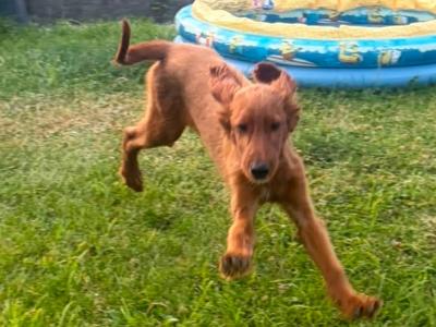 Active Irish Red Setters puppies