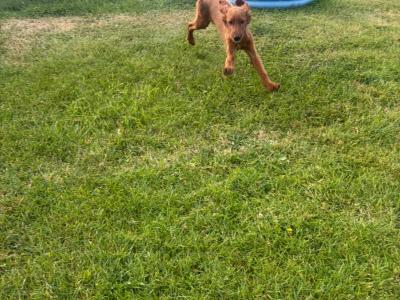 Active Irish Red Setters puppies