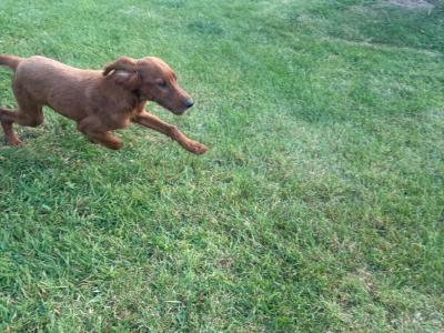 Active Irish Red Setters puppies