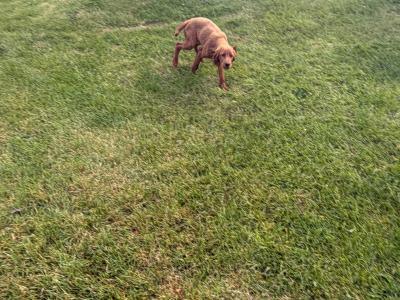 Active Irish Red Setters puppies