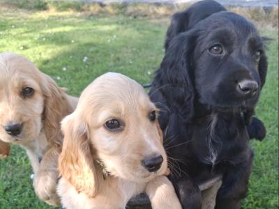 Four Cocker Spaniel puppies for sale