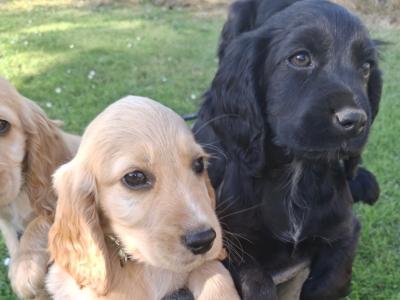 Four Cocker Spaniel puppies for sale in Cork