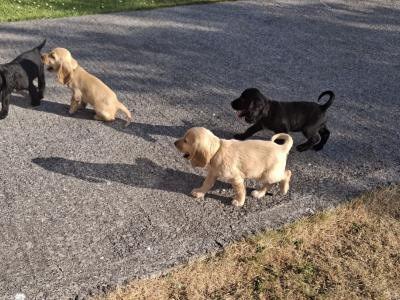 Four Cocker Spaniel puppies for sale in Cork