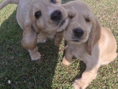 Four Cocker Spaniel puppies for sale in Cork